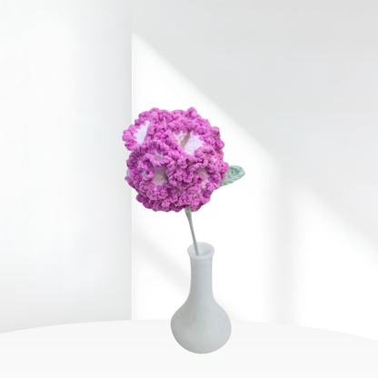Carnation