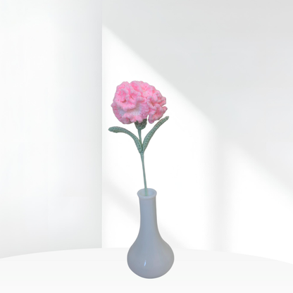 Carnation
