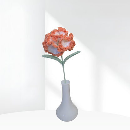Carnation